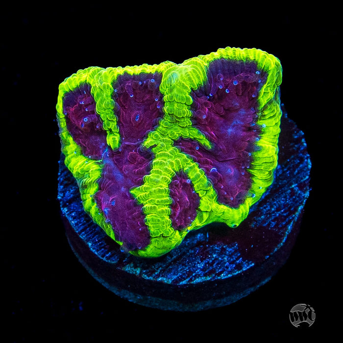 Poison Plum Favia