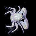 Porcelain Crab