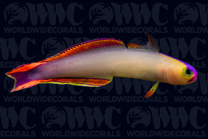 Purple Firefish - Philippines