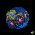 Purple Pinwheel and Moonbeam Combo Zoanthids