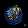 Purple Pinwheel and Moonbeam Combo Zoanthids