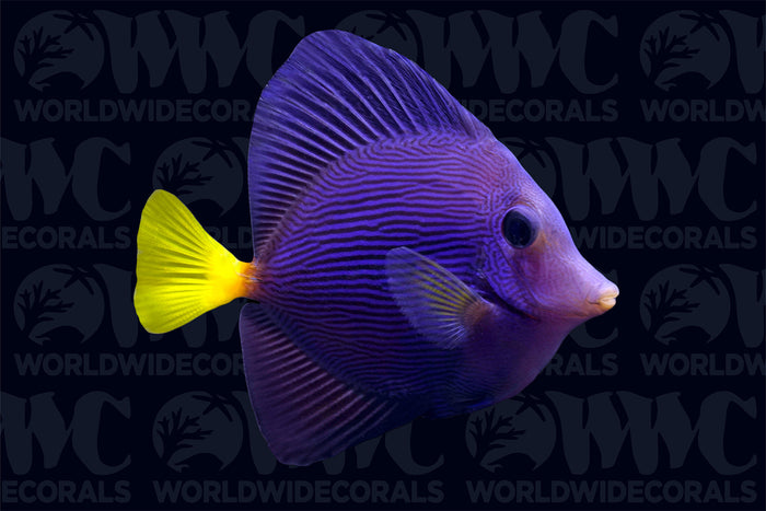 Purple Tang - Aquacultured - USA