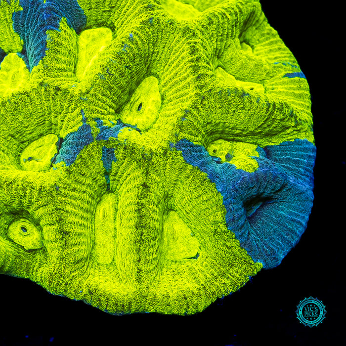 Radioactive Lemon Grafted Goniastrea