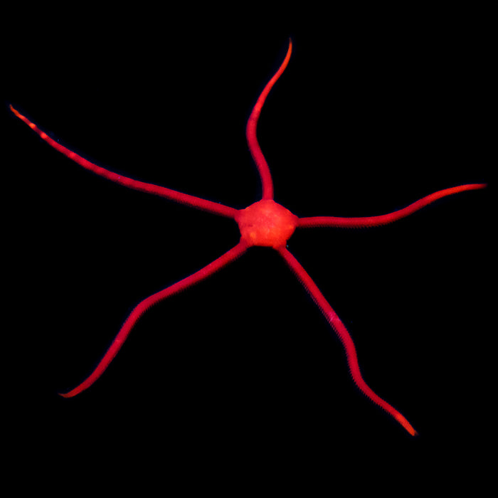 Large Red Serpent Starfish - Daylight Photo