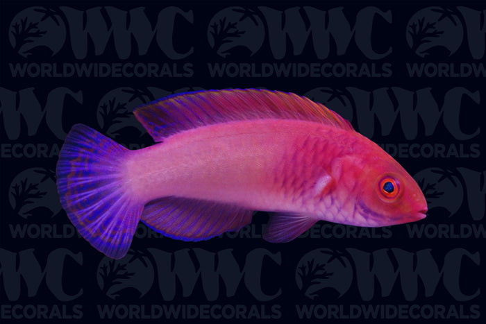 Red Velvet Fairy Wrasse - Maldives