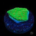 Seasons Greetings Montipora