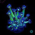 Shadow Goniopora