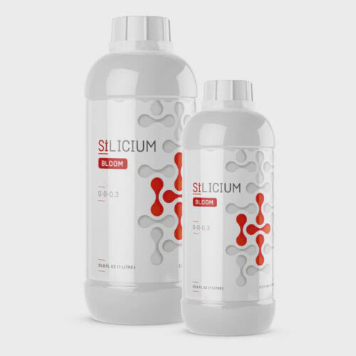 Silicium Bloom