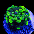 Splatter Branching Hammer Coral