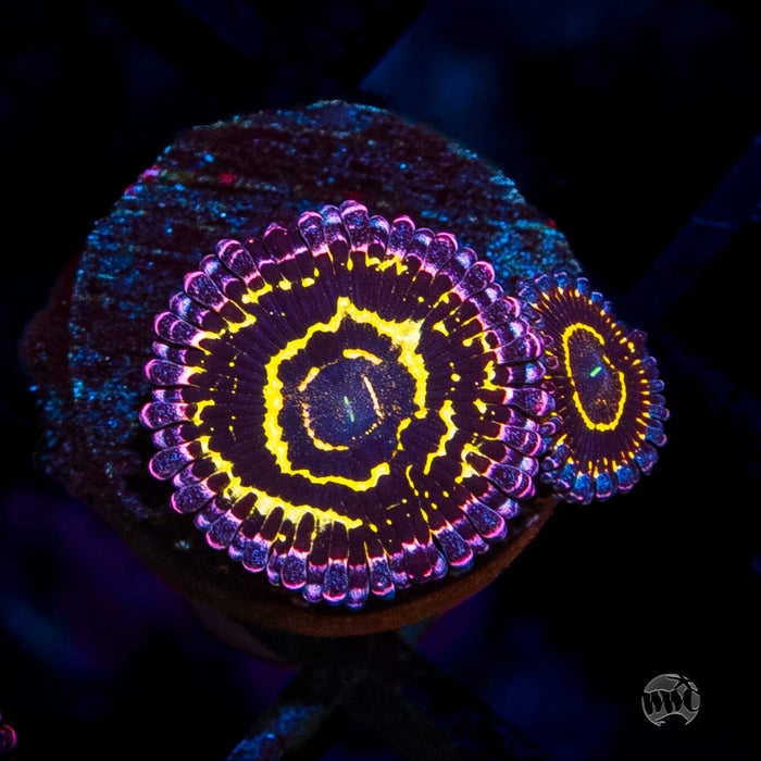 Stratosphere Zoanthids