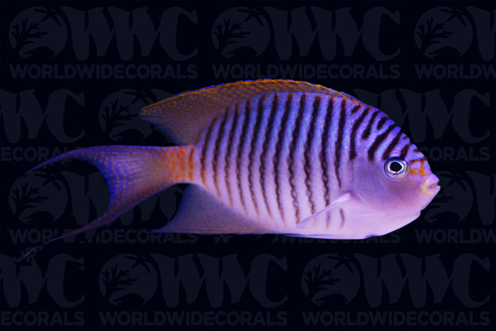 Swallowtail Angelfish - Male - Papua New Guinea