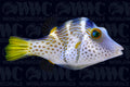Valentini Saddled Pufferfish - Tonga