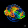 WWC Ahhmazing Echinata Coral