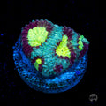 WWC All Star Favia Coral