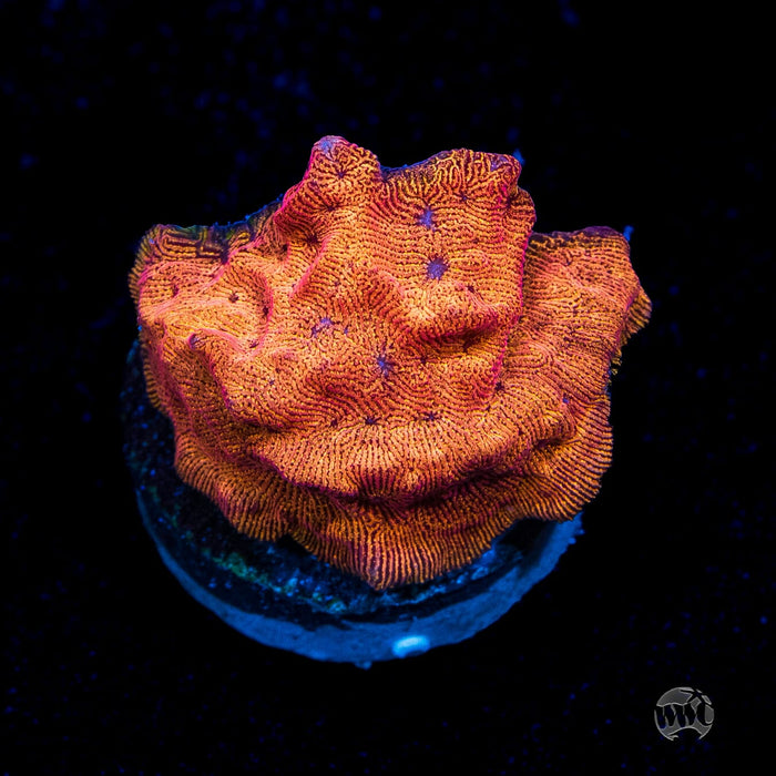 WWC BBQ Chip Leptoseris Coral