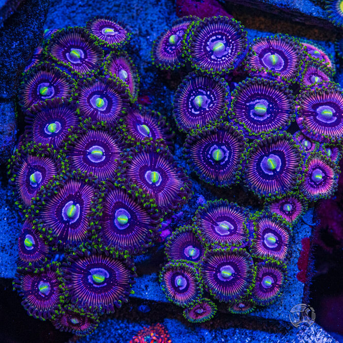 WWC Black Orchid Zoanthids - Mother Colony Photo
