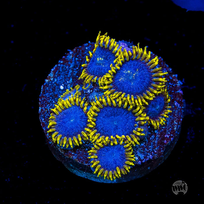 WWC Blue Angels Zoanthids