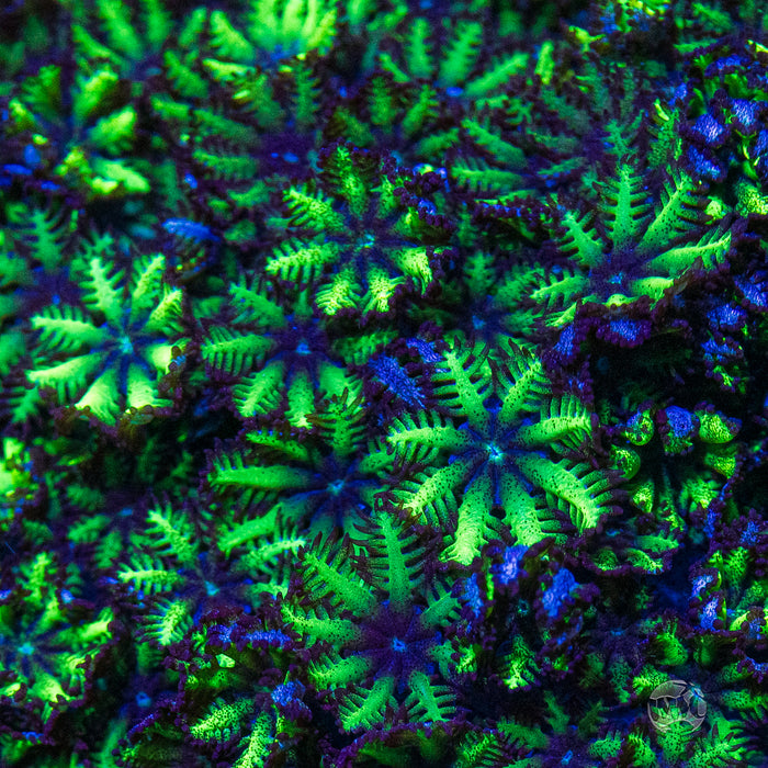 WWC Blue Sympodium Coral