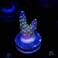WWC Blueberry Fields Acropora