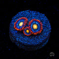 WWC Bongo Babes Zoanthids