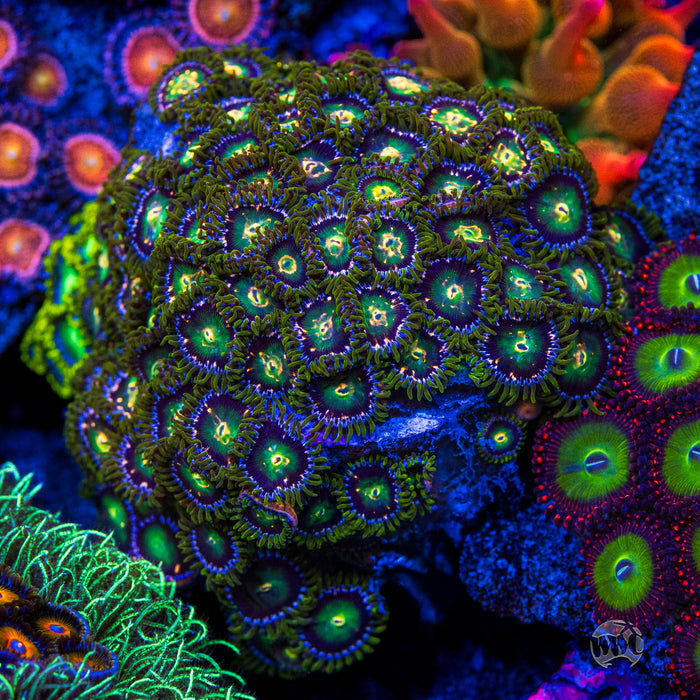 WWC Cosmic Dragon Eye Zoanthids