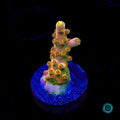 WWC Do the Dew Acropora - Actinic Photo