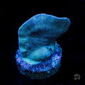 WWC Dusky Pavona