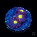 WWC Egg Yolks Zoanthids