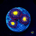 WWC Egg Yolks Zoanthids