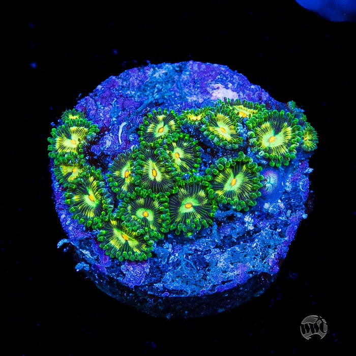 WWC Emerald Nightmare Zoanthids