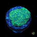 WWC Emerald Pavona