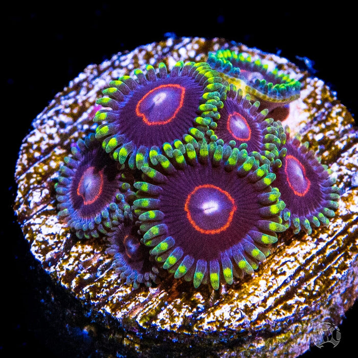 WWC Evil Heart Zoanthids - Daylight Photo