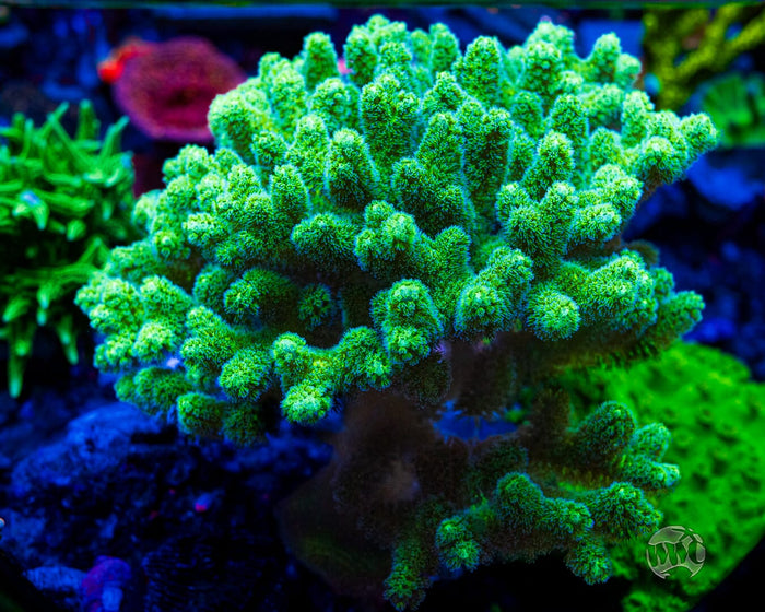 WWC Fantasy Island Birdsnest Coral
