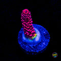 WWC Fruit Fusion Mille Acropora