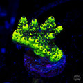 WWC Goblin Acropora