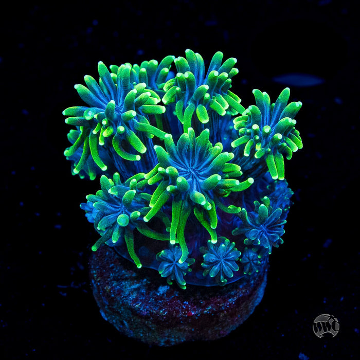 WWC Goblin Galaxea Coral