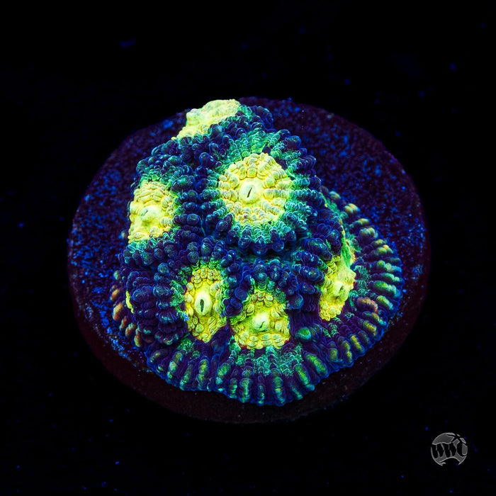 WWC Gold Digger Favia Coral