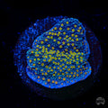 WWC Golden Lantern Cap Montipora