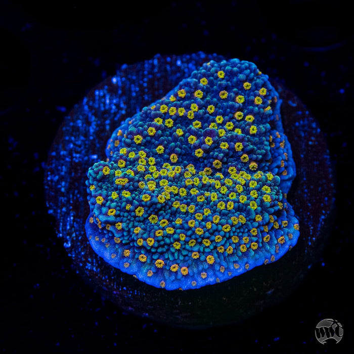 WWC Golden Lantern Cap Montipora