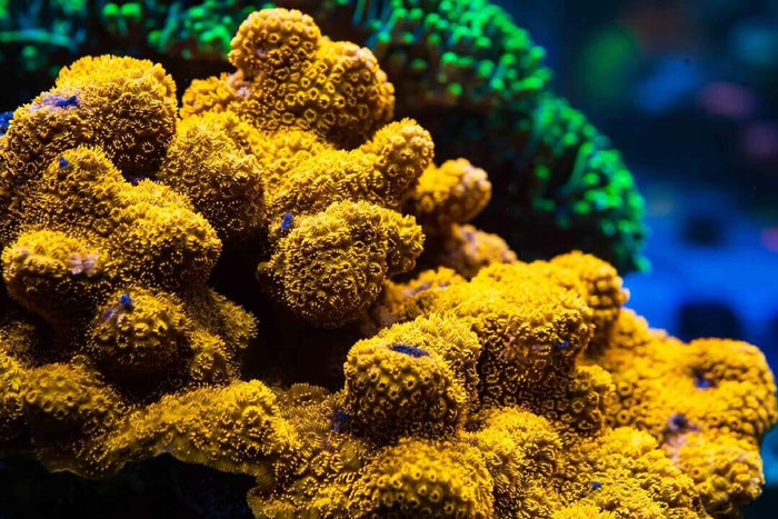 WWC Golden Pavona