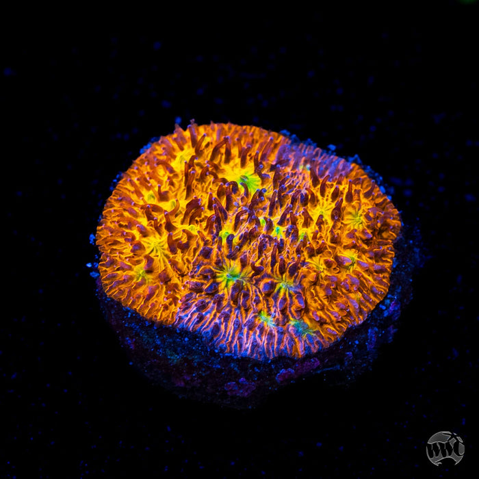WWC Grafted C3PO Lithophyllon Coral
