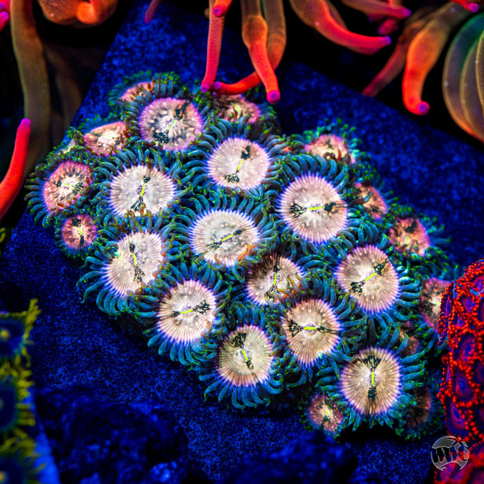 WWC Hawaiian Ding Dang Zoanthids
