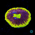 WWC Henchman Diaseris - Actinic Photo