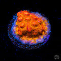 WWC Hi-Cee Cyphastrea Coral