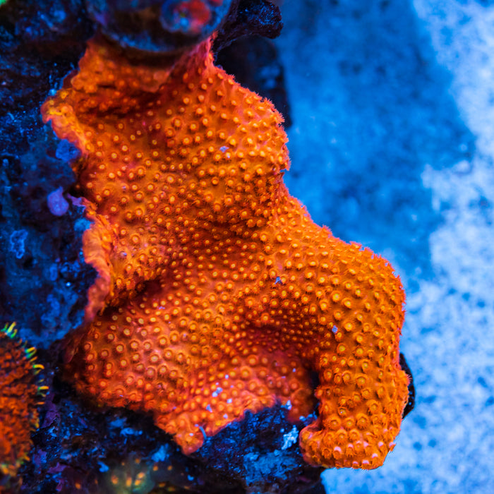 WWC Hi-Cee Cyphastrea Coral