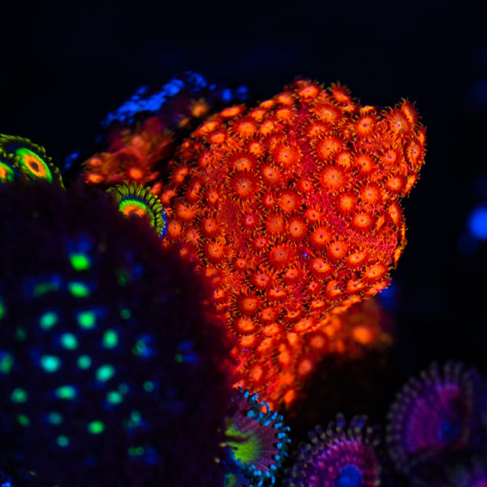 WWC Hi-Cee Cyphastrea Coral