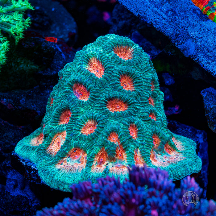 WWC Honey Pot Favia Coral