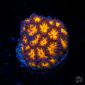 WWC Honeycomb Leptastrea Coral