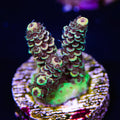 WWC Jade Dragon Acropora - Daylight Photo