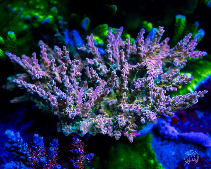 WWC Joe Dirte Acropora